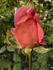 Dr. B.P. Pal rose photo