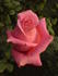 Dr. B.P. Pal rose photo