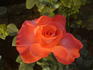 Fortuna ® rose photo