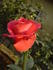 Fortuna ® rose photo