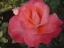 Fortuna ® rose photo
