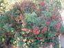 Basye's Amphidiploid rose photo