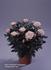Chic Parade rose photo