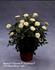 Bianca Parade ® rose photo