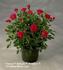Cherry Parade rose photo