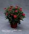 Fiona Old Parade ® rose photo