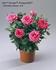 Hot Parade rose photo
