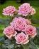 Pink Parade rose photo