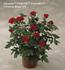 Sensuous Parade rose photo