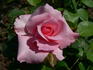 Pink Favourite rose photo