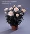 Lafayette Hit rose photo