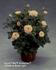 Nova Hit ® rose photo