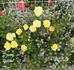 Dream Yellow ™ rose photo