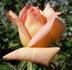 Sunbonnet Sue rose photo