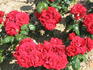 Red Caviar ™ rose photo