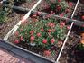 Tiny Petals rose photo