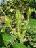 Gold Moss rose photo