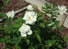 Remembering Dee ™ rose photo