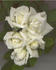 Remembering Dee ™ rose photo
