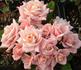 Madeline Spezzano rose photo