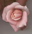Madeline Spezzano rose photo