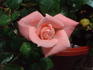 Madeline Spezzano rose photo