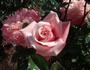 Madeline Spezzano rose photo
