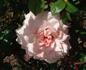 Madeline Spezzano rose photo