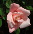 Madeline Spezzano rose photo