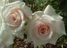 Pink Porcelain rose photo
