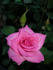 Riverbanks rose photo