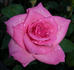 Riverbanks rose photo