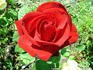 Big Chief rose photo