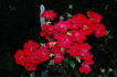 Lichterloh rose photo
