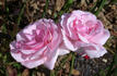 Beauty Queen rose photo