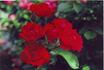 Marilyn O' Connor rose photo
