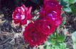David Fleming rose photo