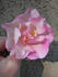 Twilight Mist rose photo