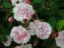 Fulgens rose photo
