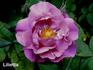 Lilietta rose photo