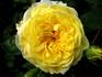 Janetta rose photo