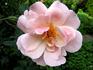 Helle Märchenland rose photo