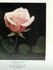 Countess of Derby rose photo