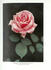 Duchess of Westminster rose photo