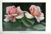 Dorothy Ratcliffe rose photo
