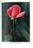 Dorothy Page Roberts rose photo