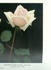 Madame Lucien Picard rose photo