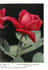 Kaiser Wilhelm II rose photo