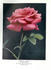 Cardinal (hybrid tea, Cook rose photo