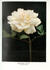 Annie Besant rose photo